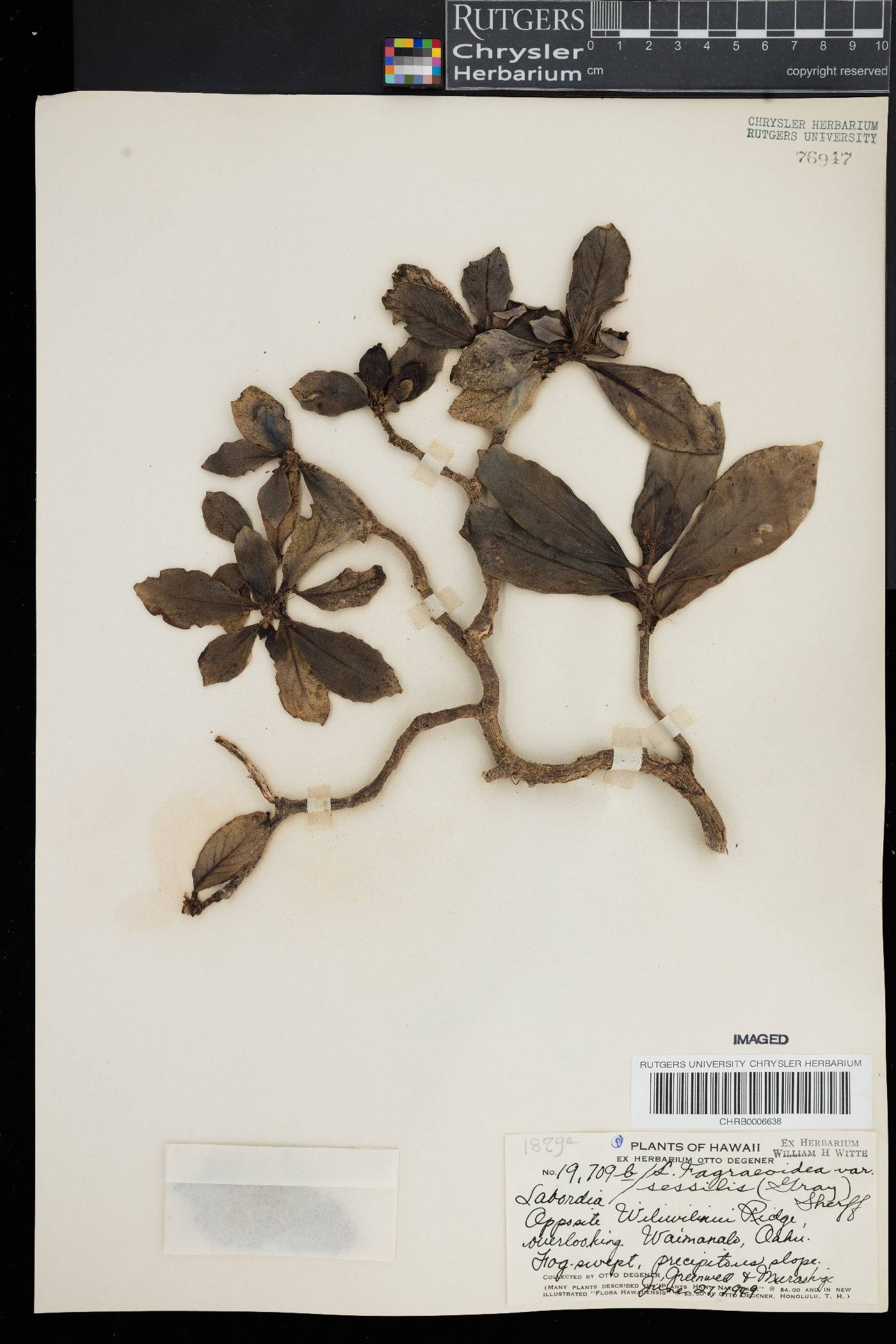 Labordia fagraeoidea var. sessilis image
