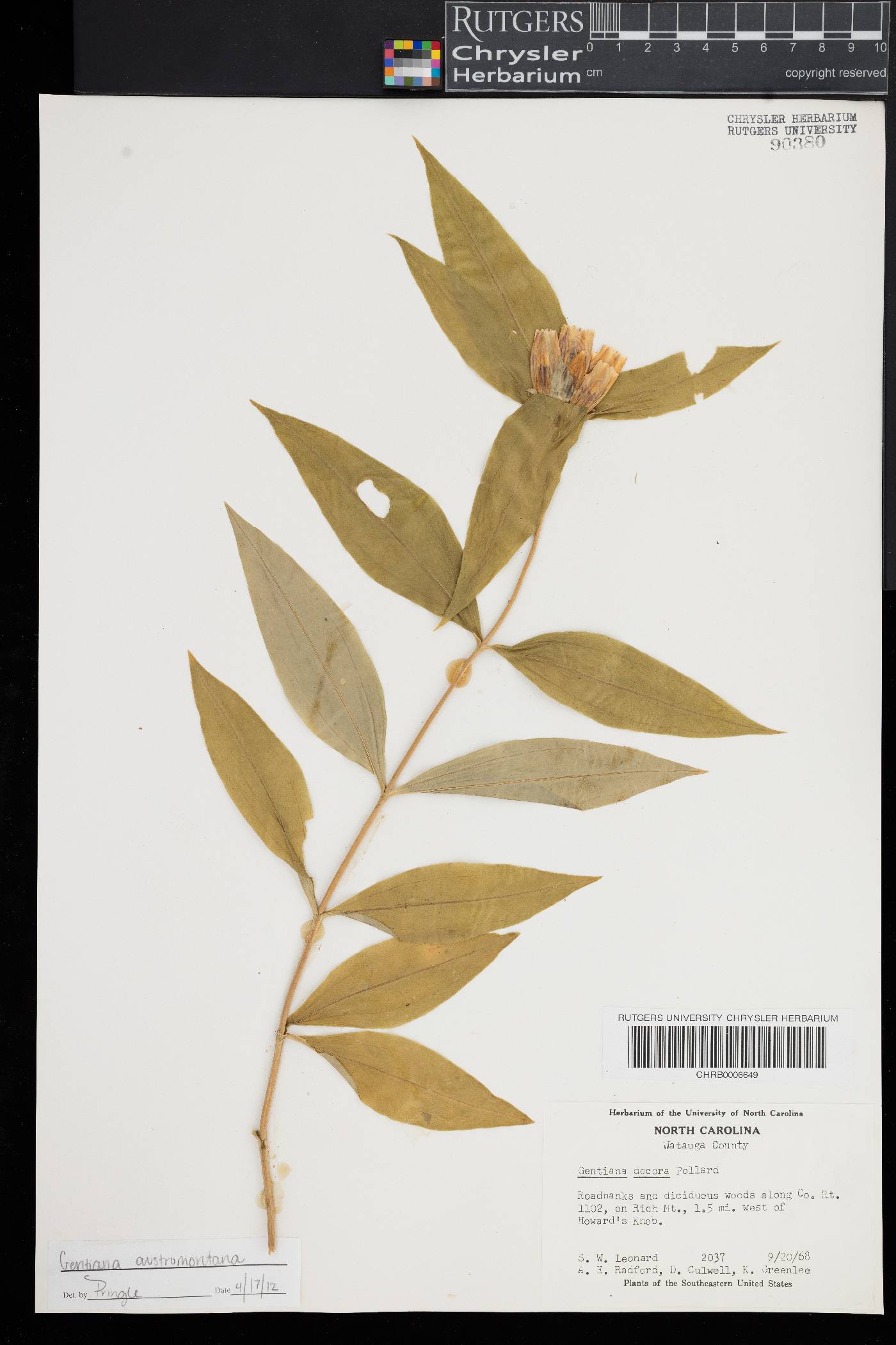 Gentiana austromontana image