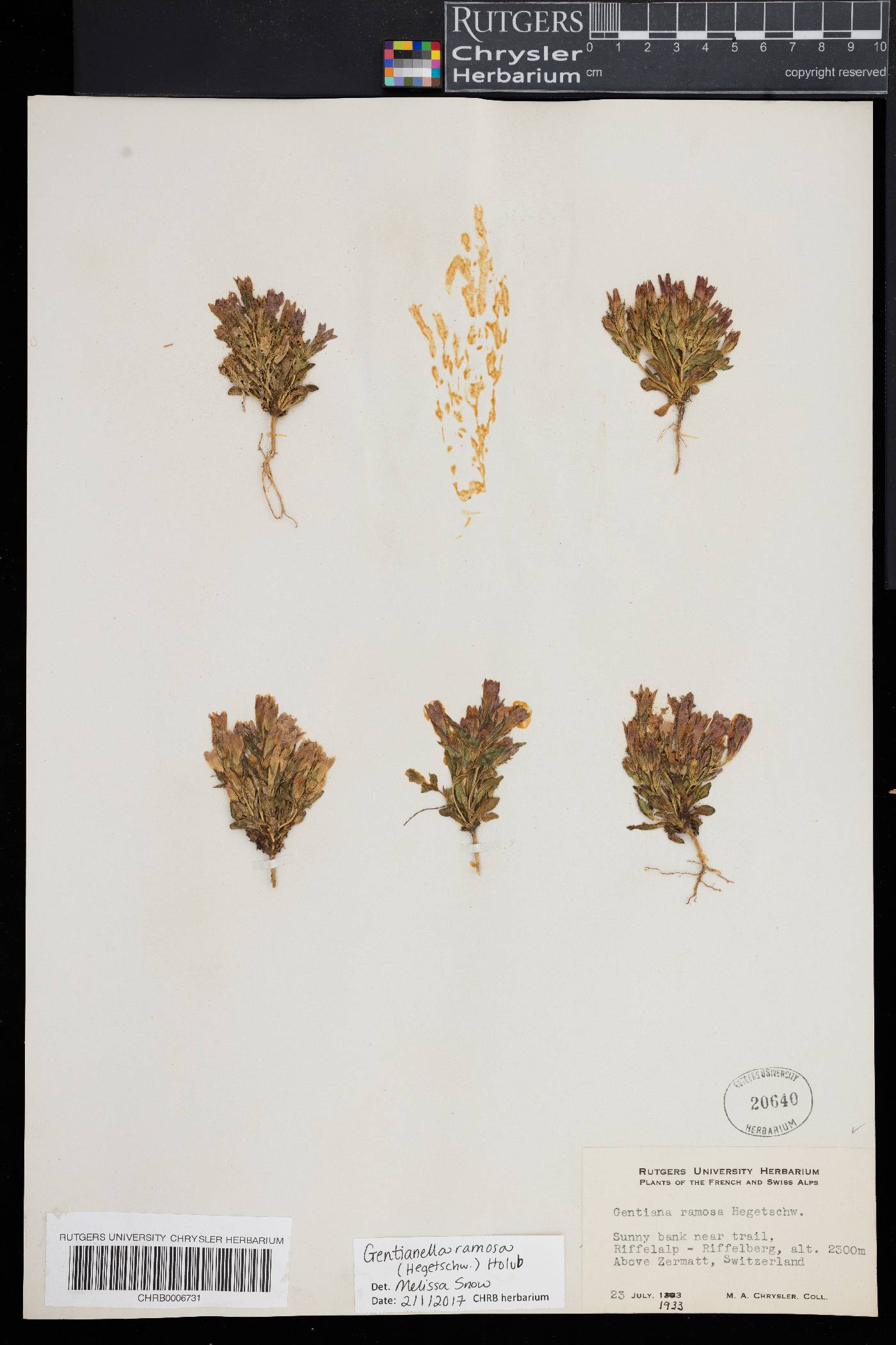 Gentianella ramosa image