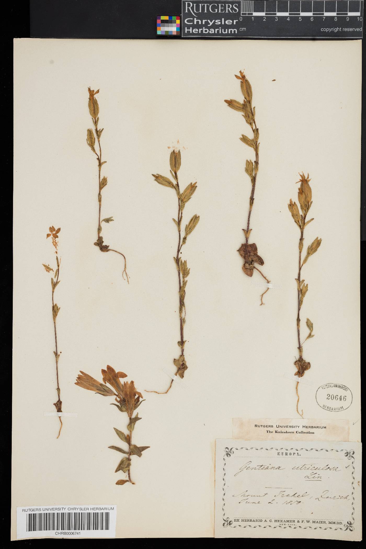 Gentiana utriculosa image
