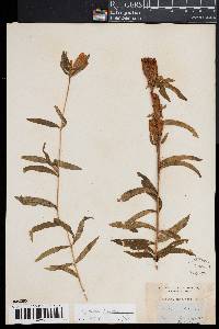 Gentiana linearis image