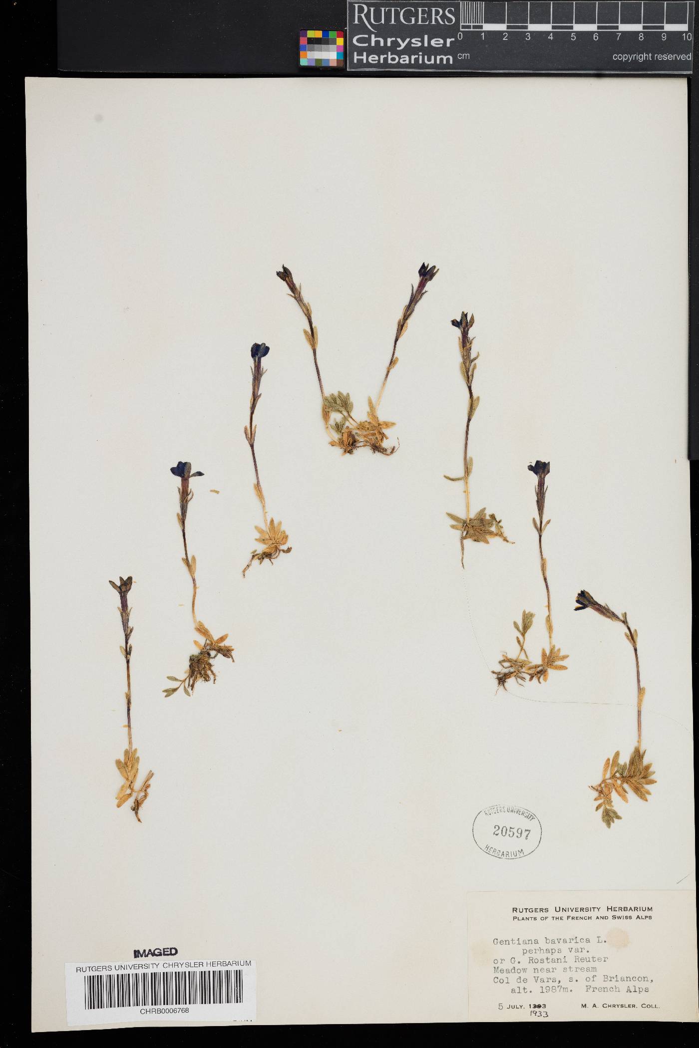 Gentiana bavarica image