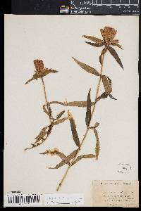 Gentiana linearis image