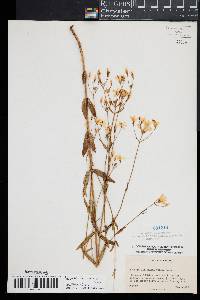 Sabatia difformis image