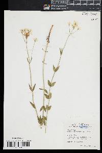 Sabatia difformis image
