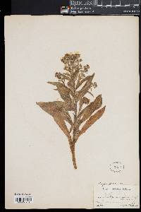 Cynoglossum officinale image