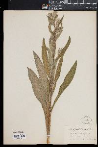 Cynoglossum officinale image