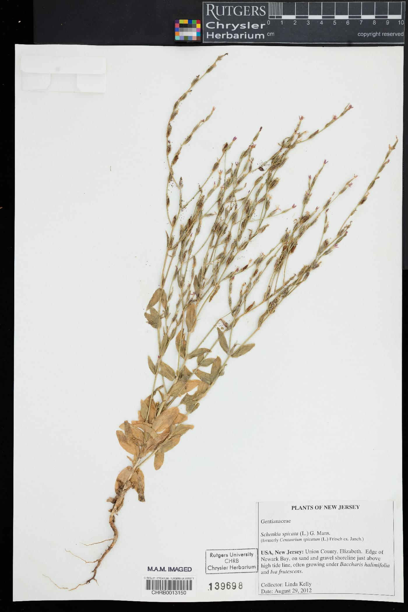 Schenkia spicata image