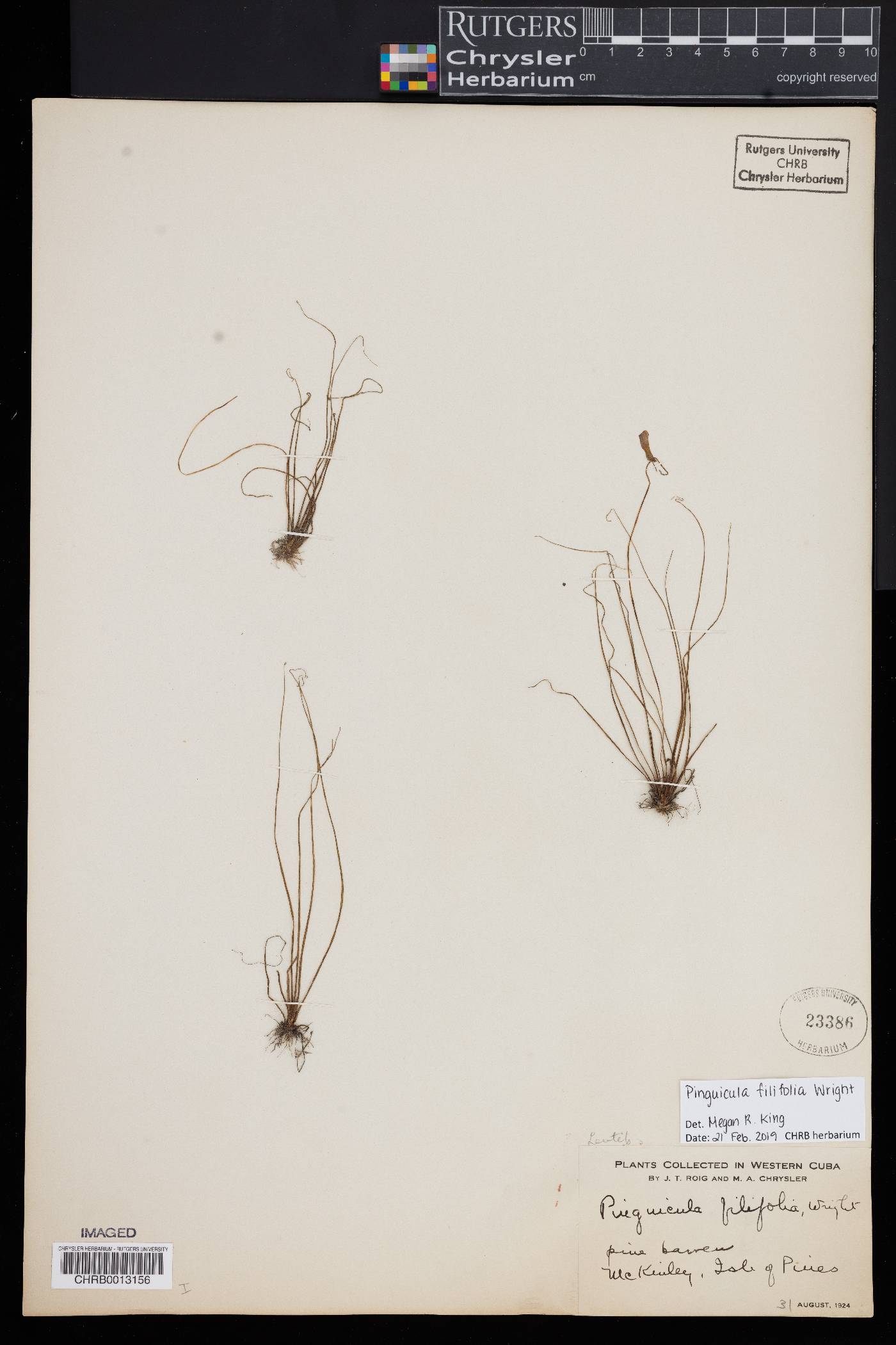 Pinguicula filifolia image