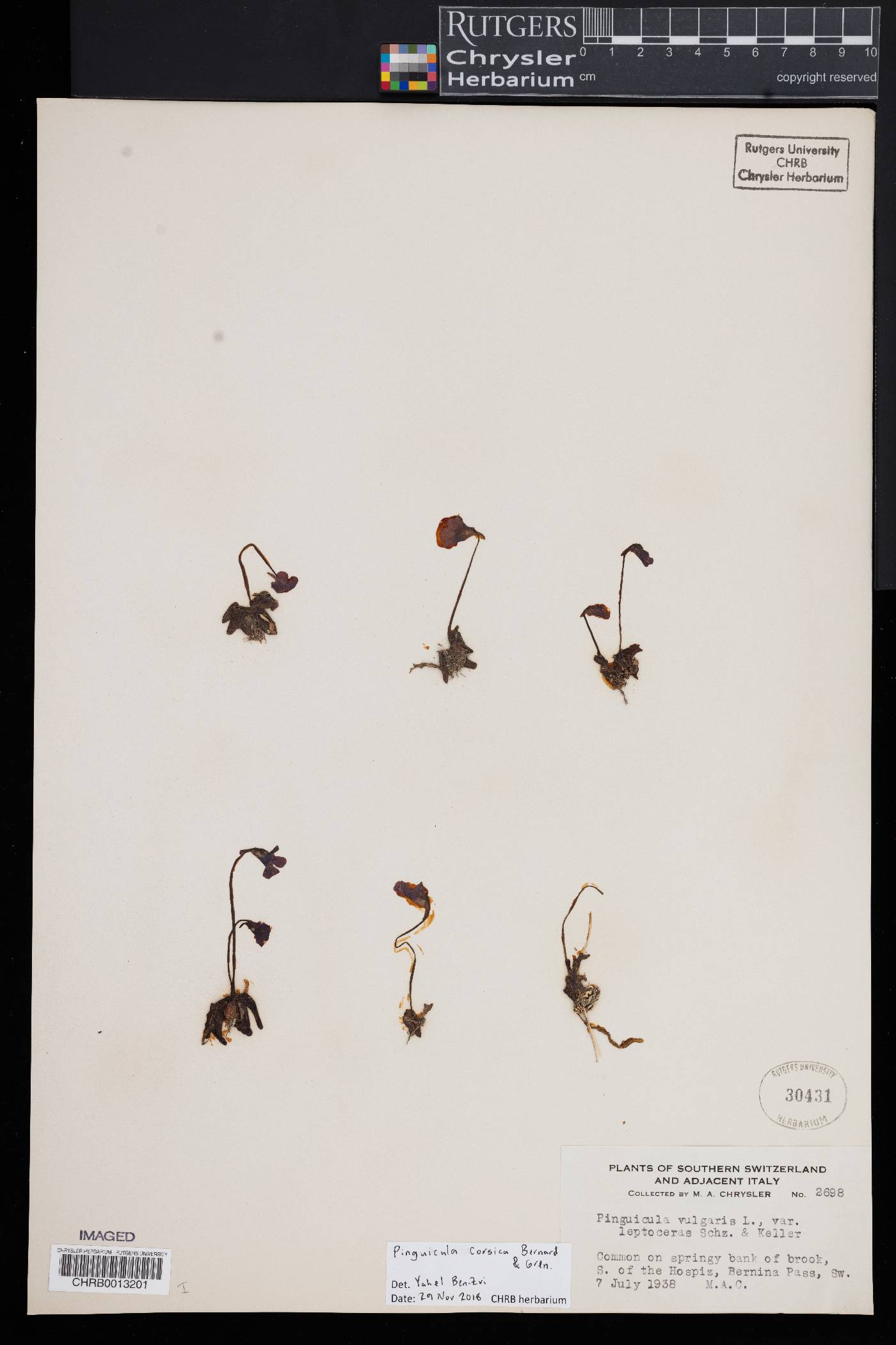 Pinguicula corsica image