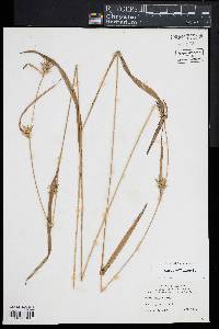 Carex folliculata image