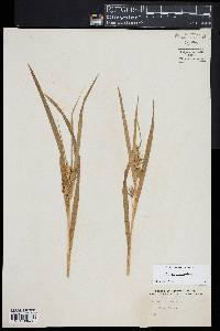 Carex folliculata image