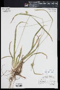 Carex folliculata image