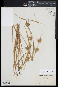 Carex lonchocarpa image