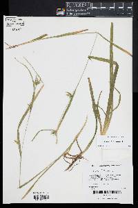 Carex folliculata image