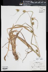 Carex folliculata image