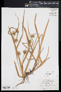 Carex folliculata image