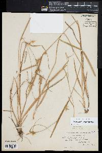 Carex lonchocarpa image