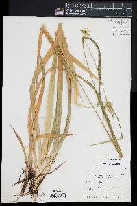 Carex folliculata image