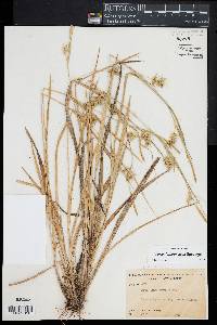 Carex lonchocarpa image