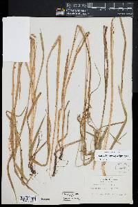 Carex lonchocarpa image