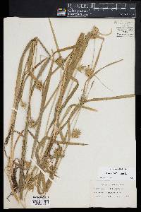 Carex folliculata image