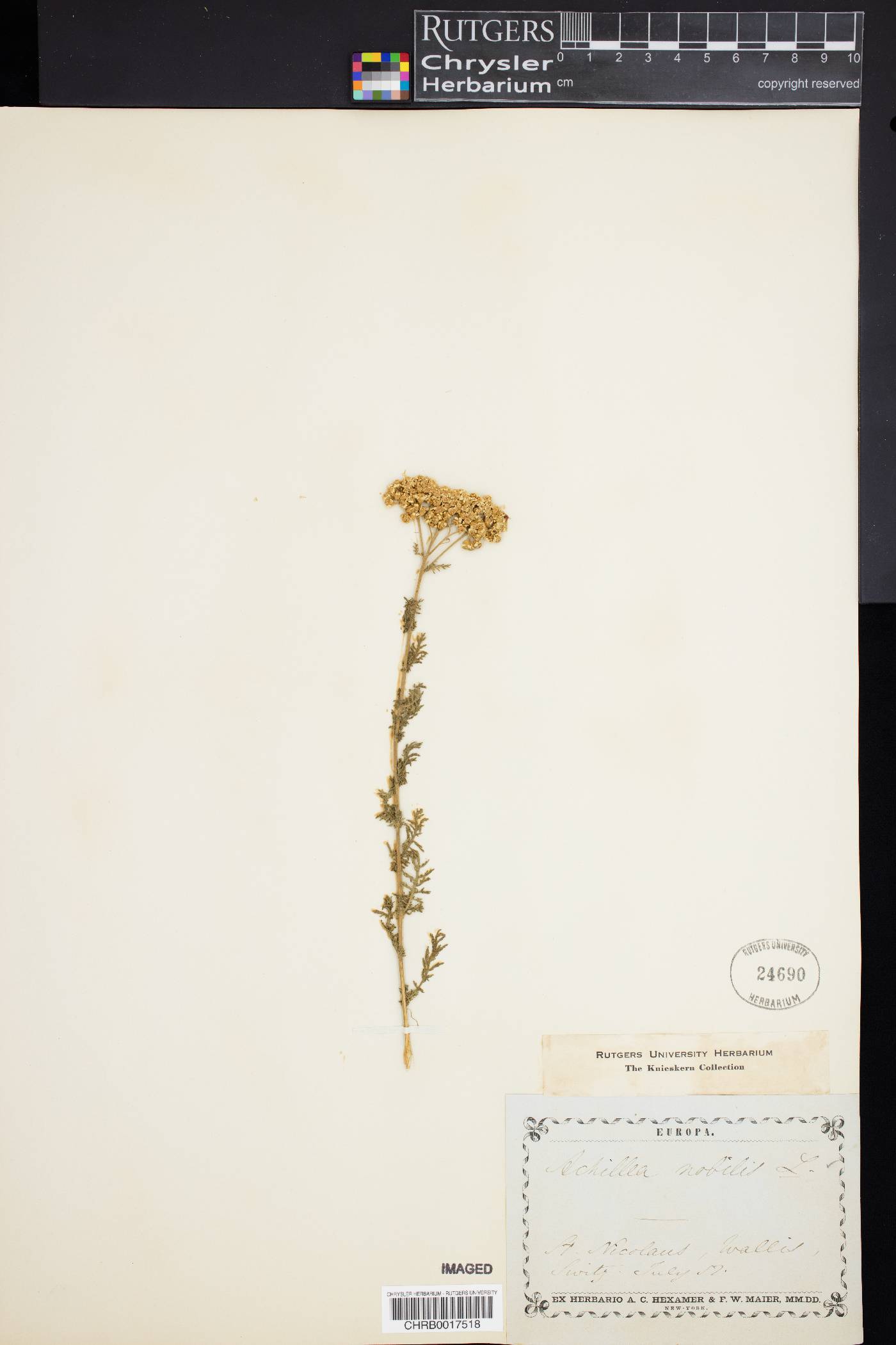 Achillea nobilis image