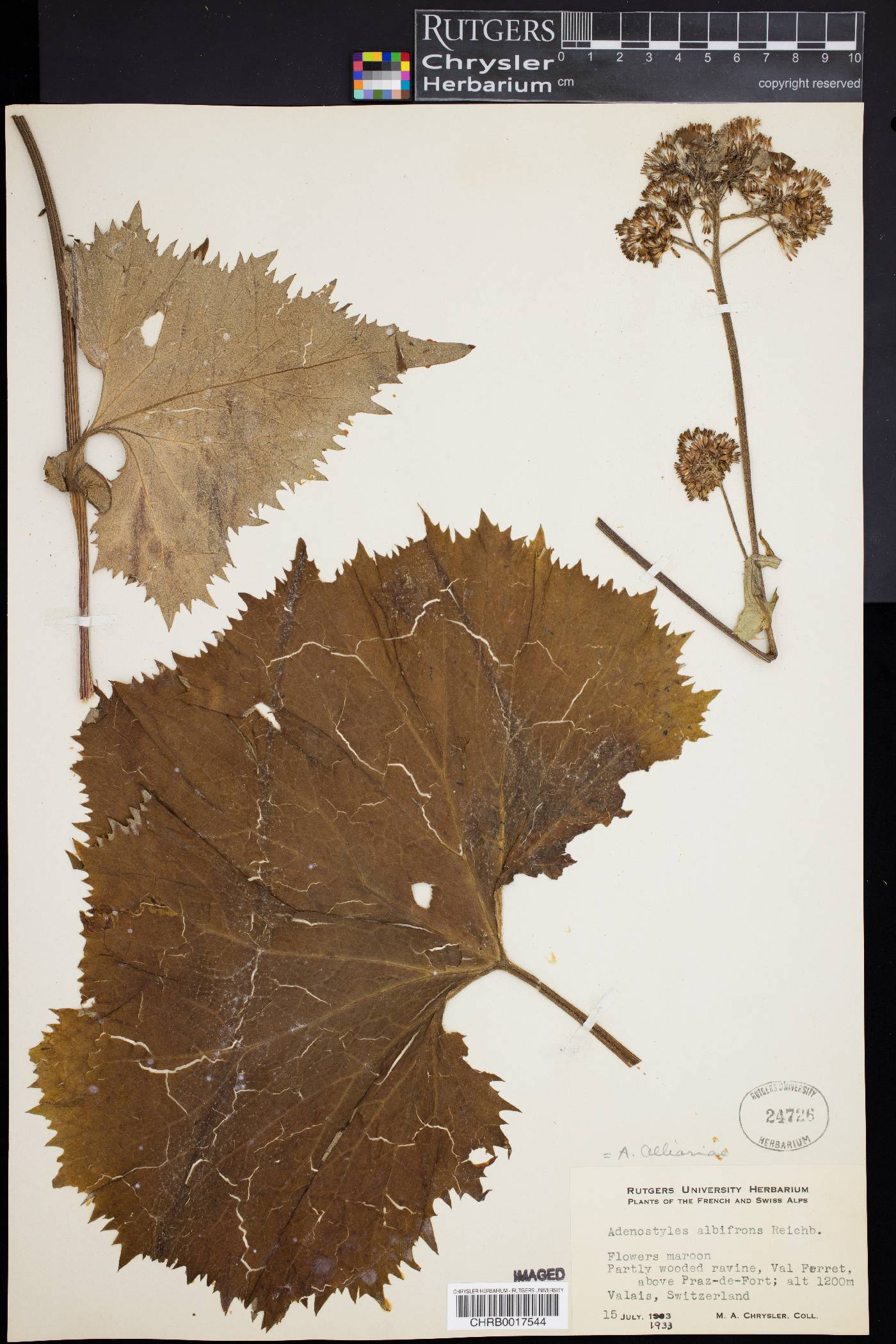 Adenostyles alliariae image