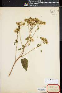 Ageratina aromatica image