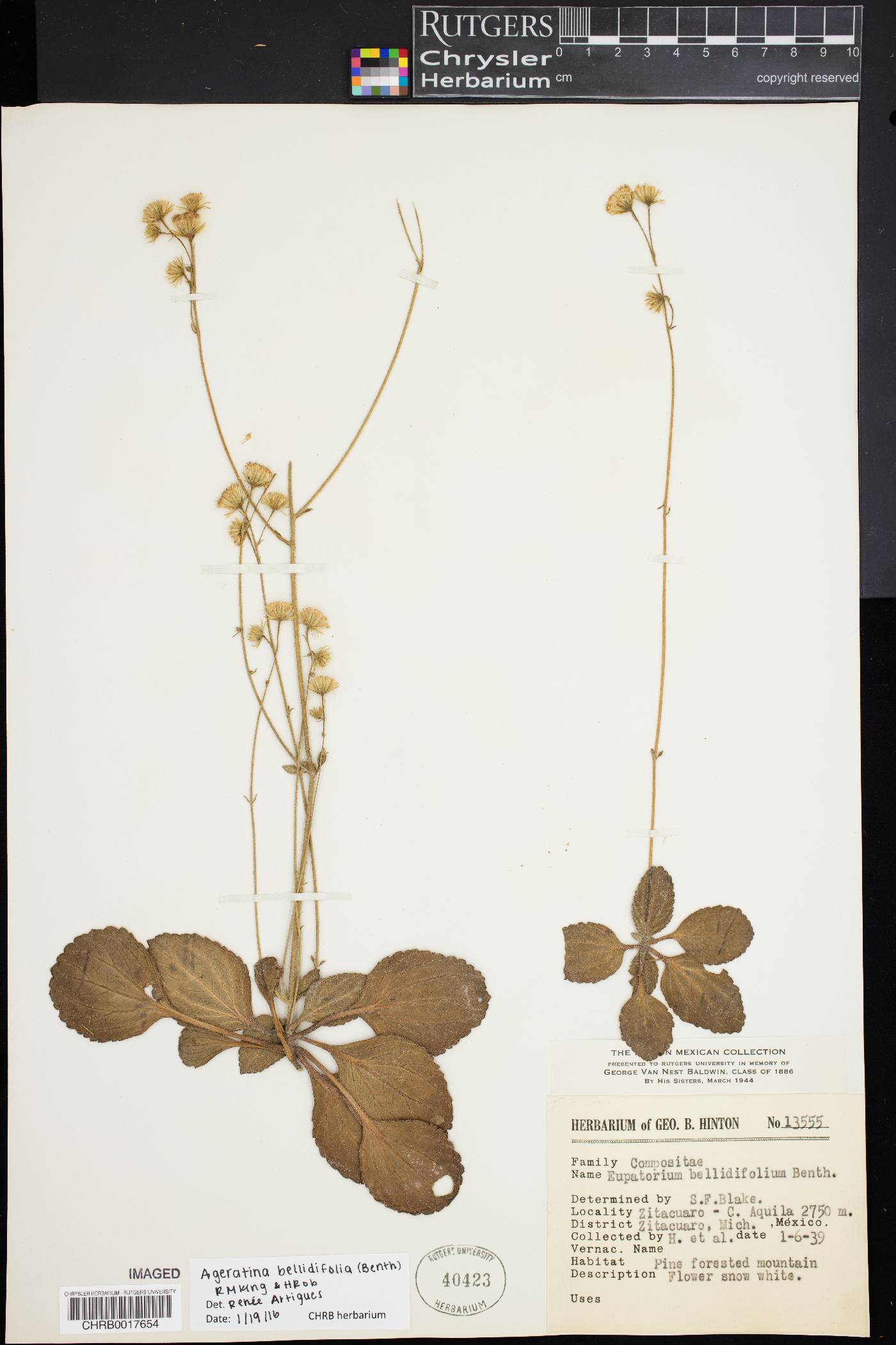 Ageratina bellidifolia image