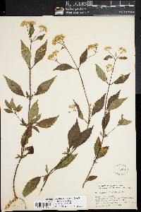 Ageratina riparia image