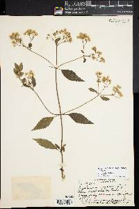 Ageratina riparia image