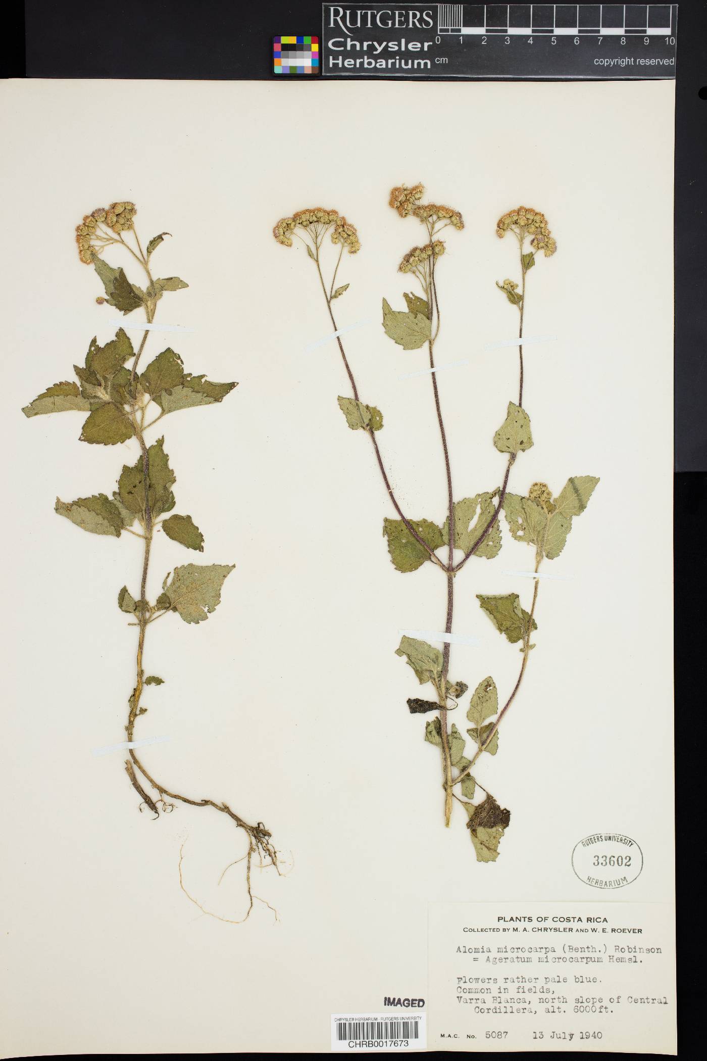 Ageratum microcarpum image