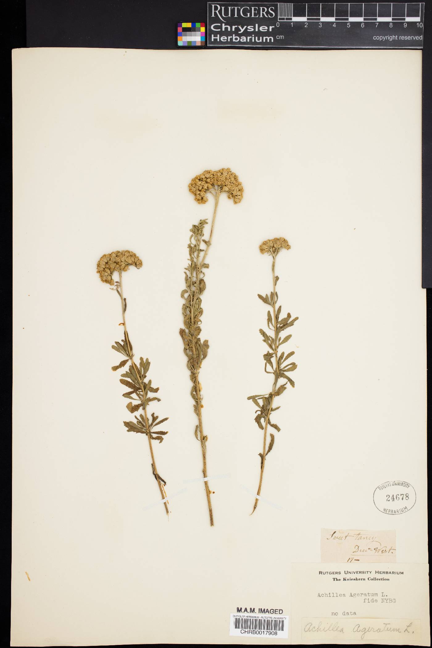 Achillea ageratum image