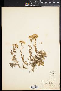 Achillea erba-rotta image