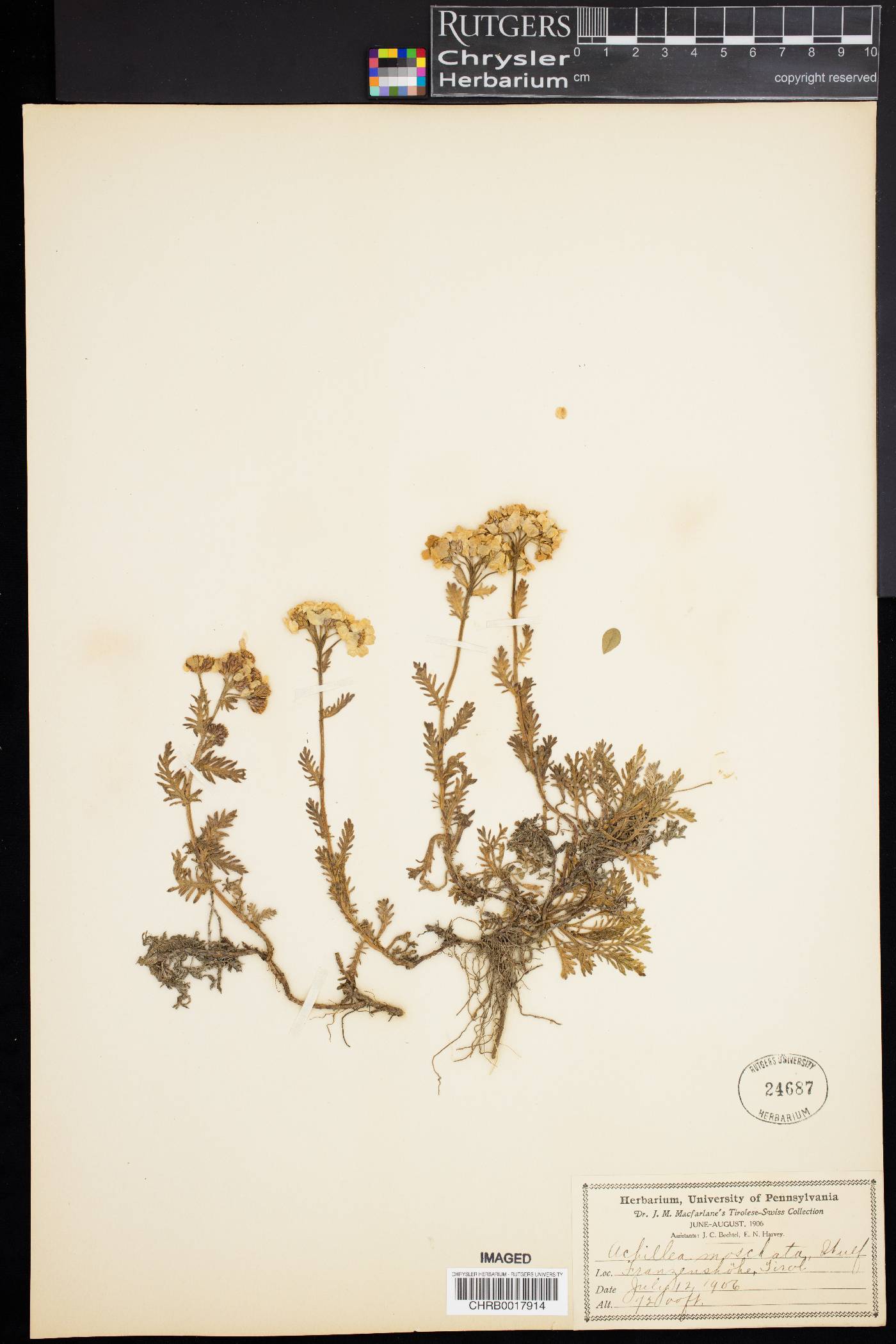 Achillea erba-rotta subsp. moschata image