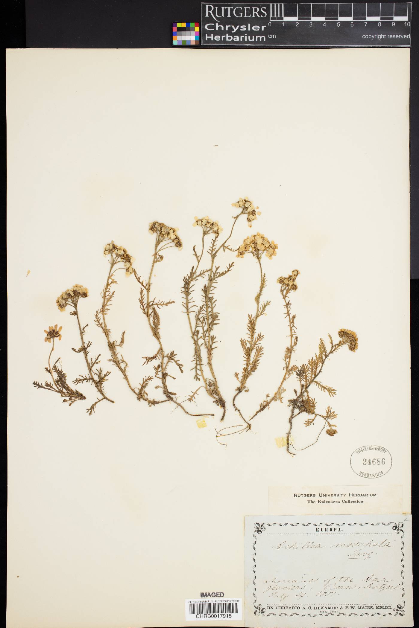 Achillea erba-rotta image