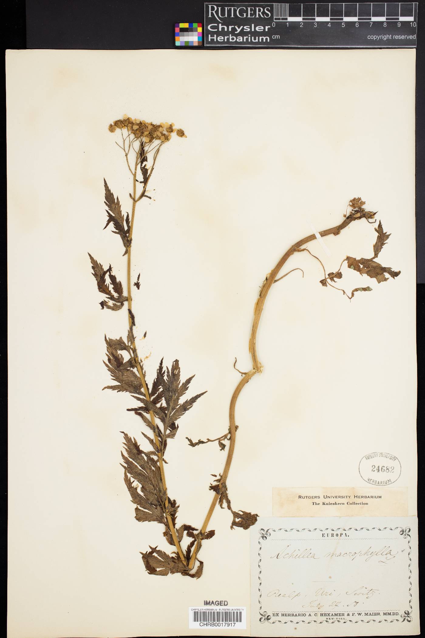 Achillea macrophylla image