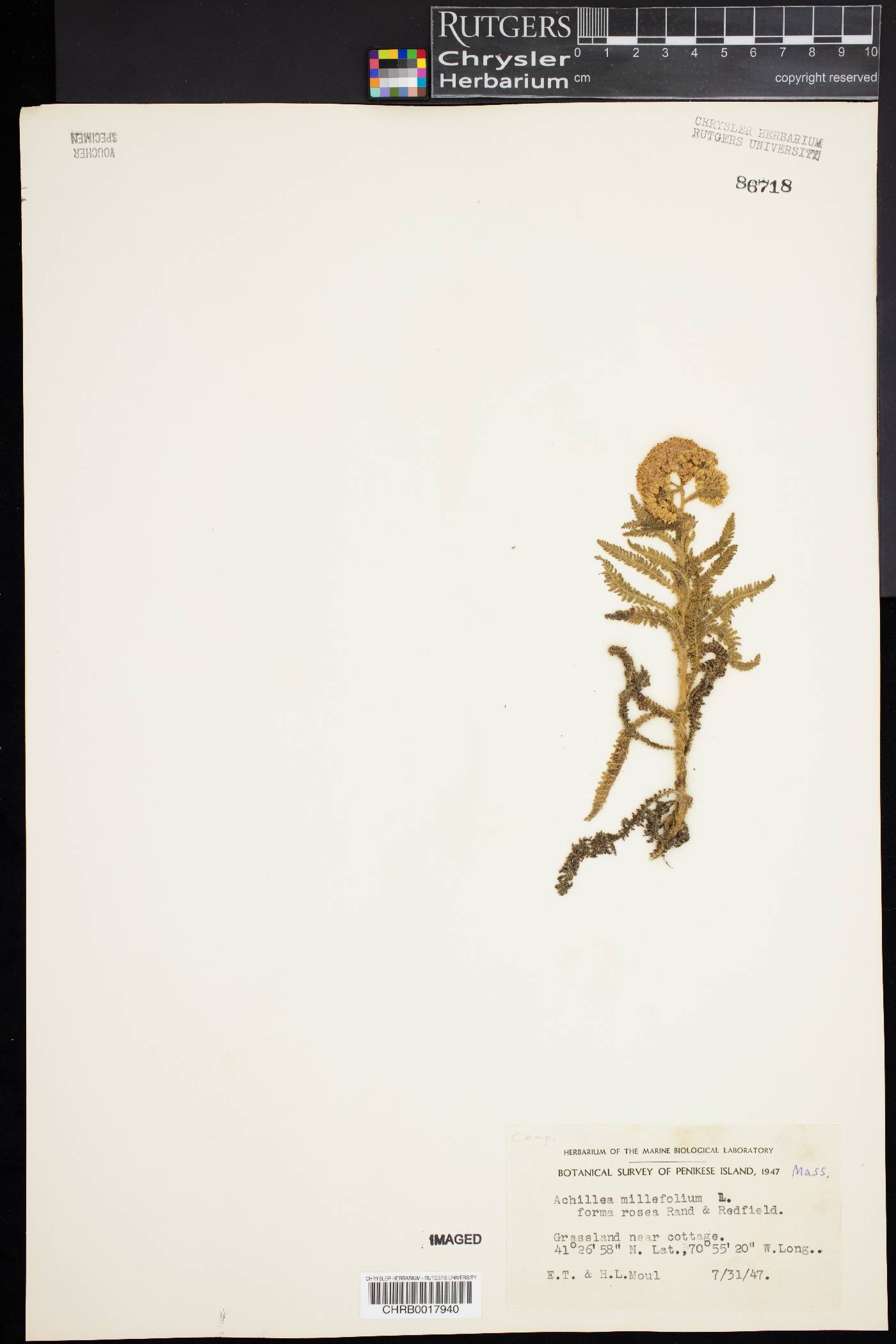 Achillea millefolium f. rosea image