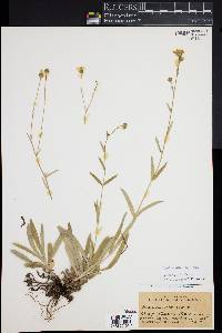 Anisocarpus madioides image