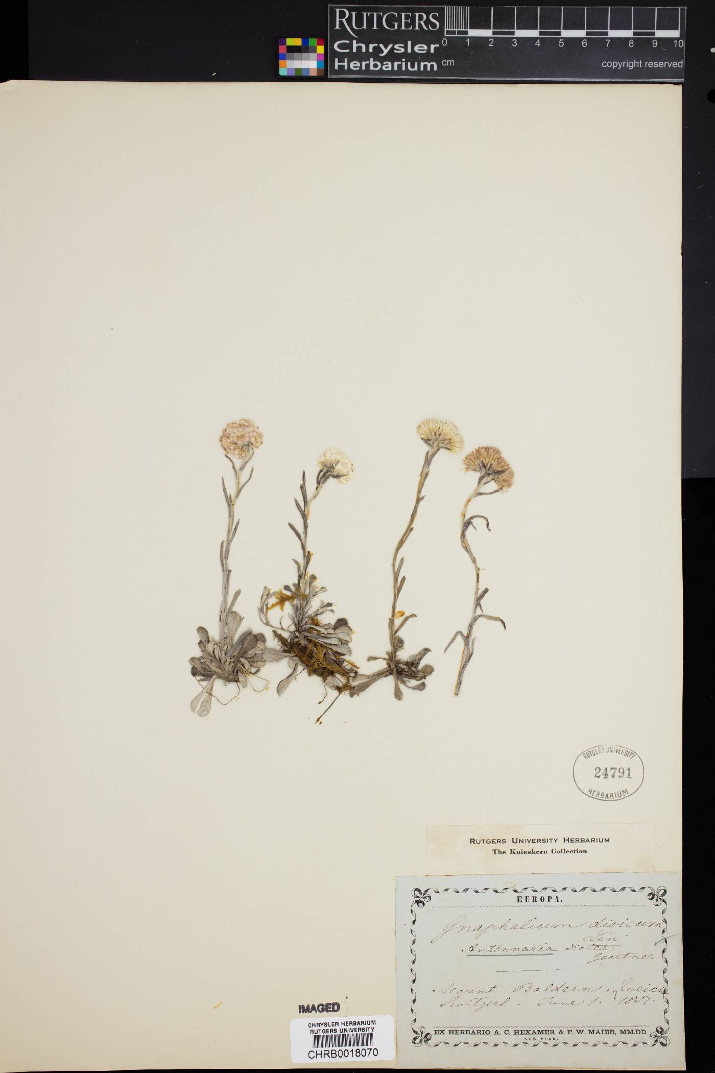 Antennaria dioica image