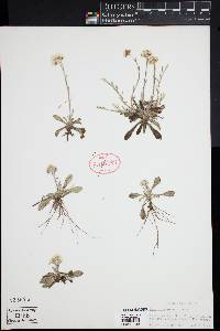 Antennaria neglecta image