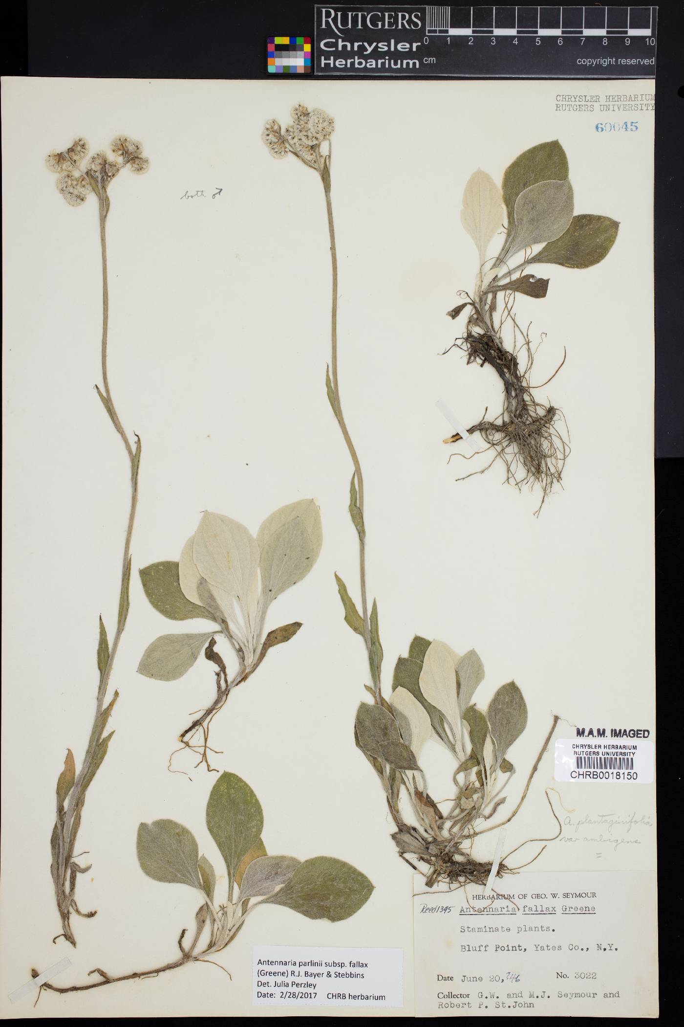 Antennaria parlinii subsp. fallax image