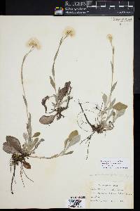 Antennaria parlinii subsp. fallax image