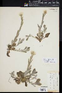 Antennaria parlinii subsp. fallax image