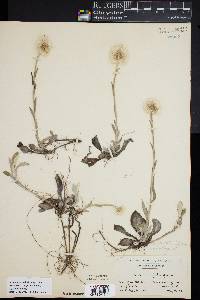Antennaria parlinii subsp. fallax image