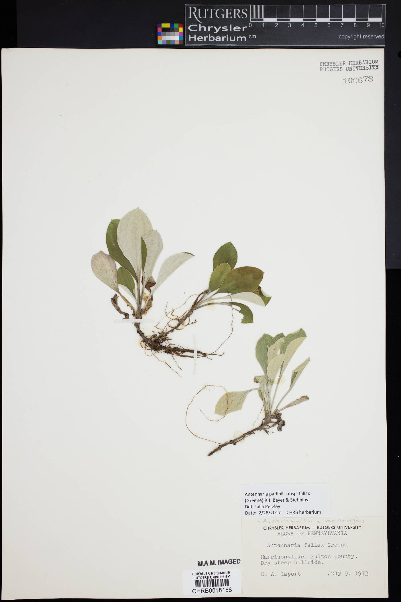 Antennaria parlinii subsp. fallax image