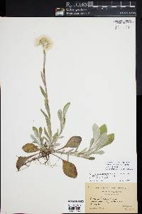 Antennaria parlinii subsp. fallax image