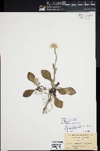 Antennaria parlinii subsp. fallax image