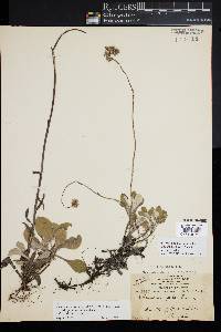 Antennaria parlinii subsp. fallax image
